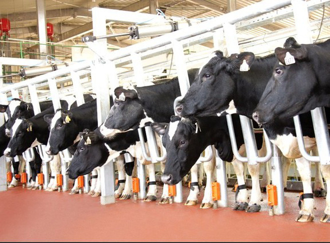 Trang trại bò sữa được đầu tư lên đến 1,2 tỷ USD có tổng đàn 45.000 con xác lập kỷ lục châu Á