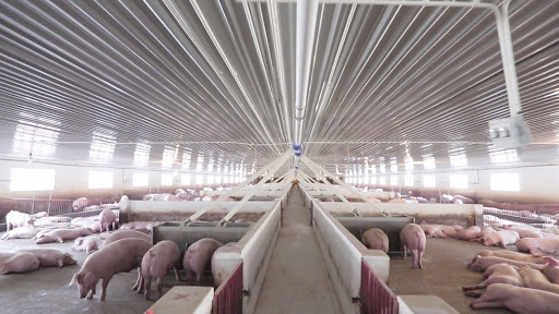 Hiện hệ thống Dabaco có khoảng 47.600 con lợn nái và 296.000 con lợn thịt thường xuyên. 