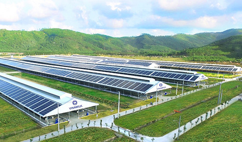 Trang trại Vinamilk Quảng Ngãi đã được phủ kín hệ thống điện mặt trời.