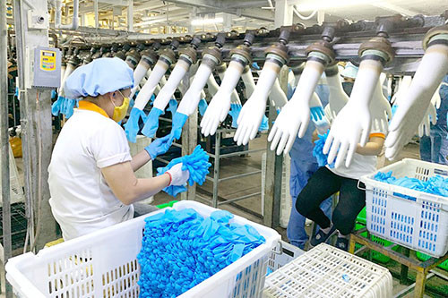 Lãi hơn 500 tỉ đồng từ găng tay y tế xuất ngoại - ảnh 1 Công nhân làm việc trong nhà máy sản xuất găng tay y tế xuất khẩu tại Bình Dương. Ảnh: PHƯƠNG MINH