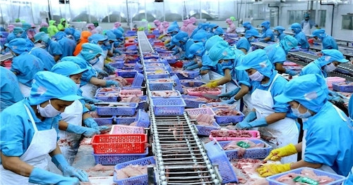 Nhóm chuyên gia phân tích của Công ty chứng khoán Rồng Việt cho rằng cá tra Việt Nam có thể là lựa chọn thay thế lý tưởng cho tình trạng khan hiếm cá philê từ Nga do giá cả cạnh tranh.
