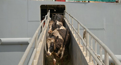 Bò sữa Holstein Friesian (HF) thuần chủng Mỹ nhập cảng. Ảnh: NTF