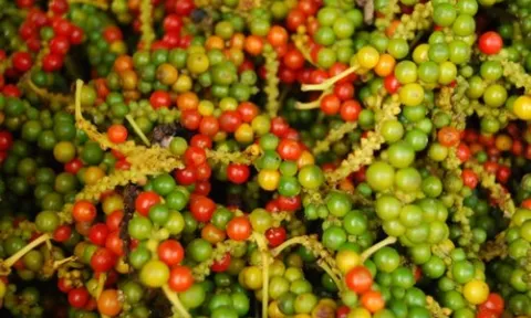 Việt Nam xuất khẩu gần 66 triệu USD hạt tiêu sang thị trường Mỹ