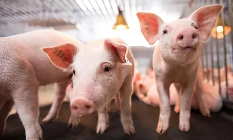 Quý I, Dabaco Việt Nam (DBC) hoàn thành kế hoạch lãi hơn 33%, dự kiến trả cổ tức với tỷ lệ 15%